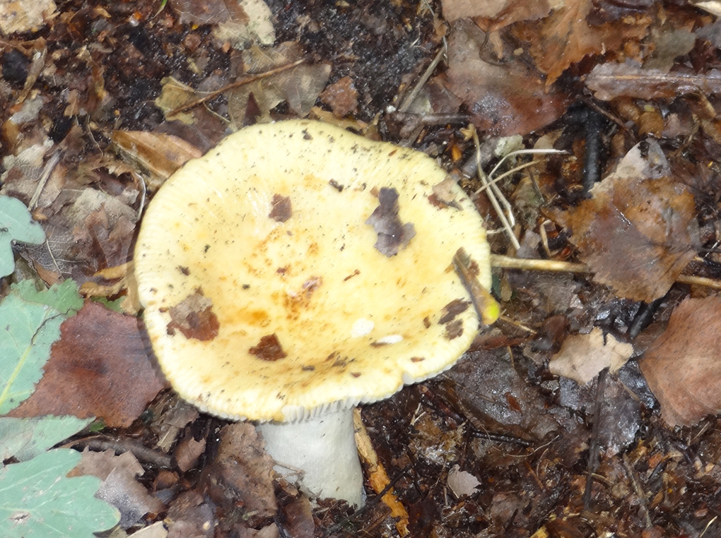  Uistapje 2017, rondleiding in de natuur en uitleg van de natuur. 